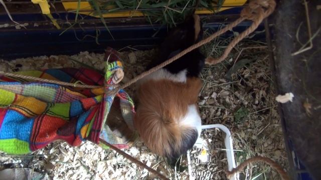 Блэкки юбочка, трава август2022