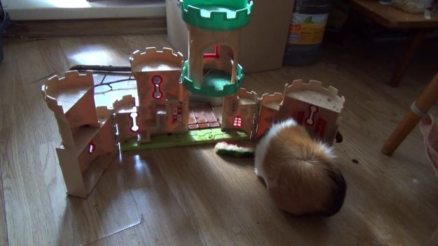 Белочка, Блэкки и Лета едят арбуз август2022