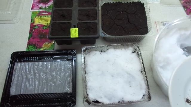 ПЕТУНИЯ. ОЧЕНЬ УДОБНЫЙ ПОСЕВ НА СНЕГ. 2022 год.