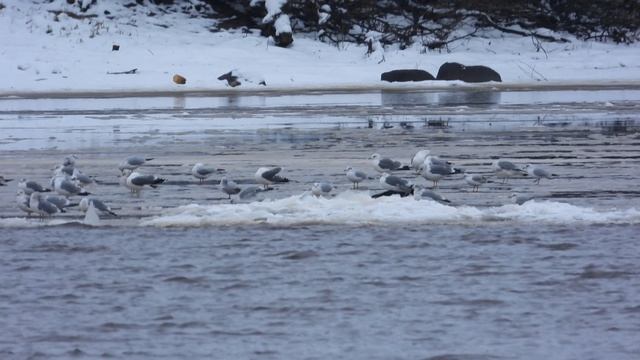 чайки, 29 ноября 2025, Великий Новгород