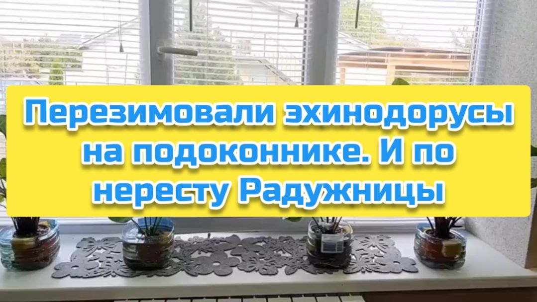 Перезимовали эхинодорусы на подоконнике. И по нересту Радужницы
