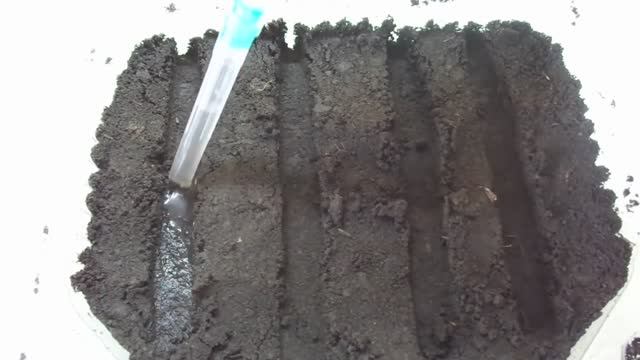 ПЕТУНИЯ. ПОСЕВ МОКРЫМИ ПРОТРАВЛЕННЫМИ СЕМЕНАМИ С ПОМОЩЬЮ ШПРИЦА. 2022 год.