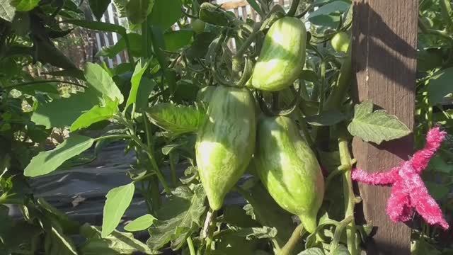 Томатный Гном Дерзкая Мери №852 Ожидаю от нее ранний и богатый урожай.