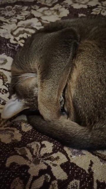 Маргоша спит крепко! Красавица кошечка!!!!