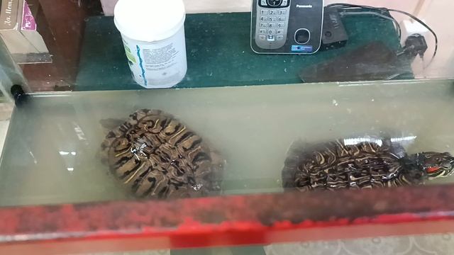 Аквариум перед уборкой