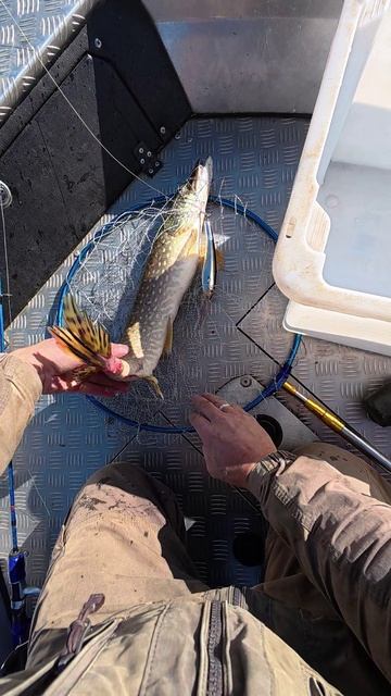 Карма от Щуки за Димедрол!