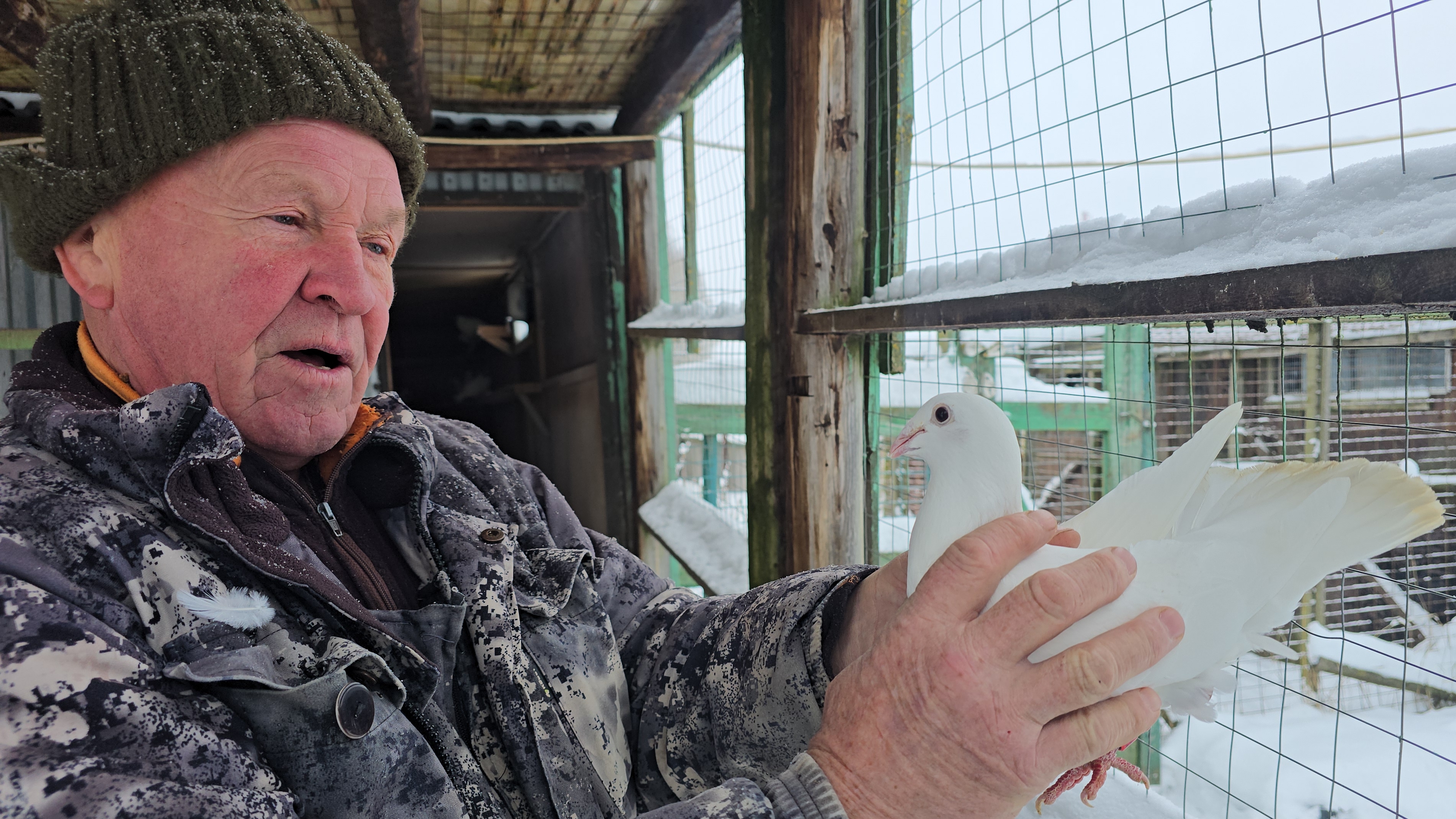 Смотрим голубей