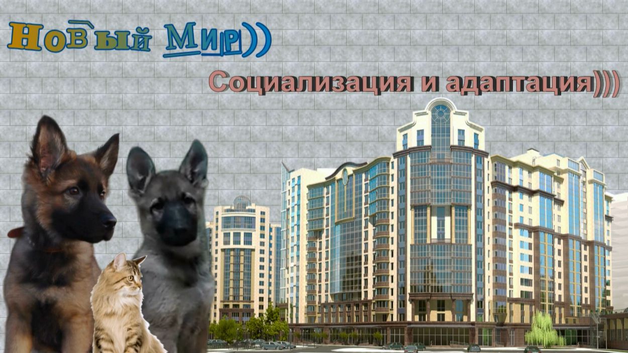 Новый Мир . Социализация и адаптация щенков.