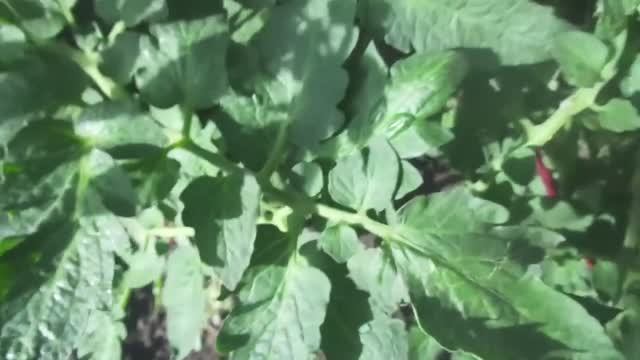 Томат Петруша огородник. №7. Очень много листьев! Как его формировать в теплице? 2019 год.