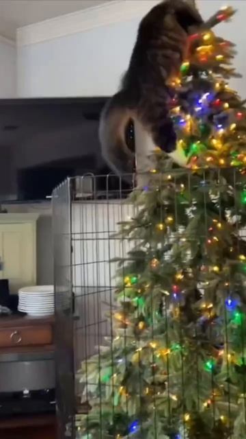 Вместо ёлочной макушки посижу я на верхушке!