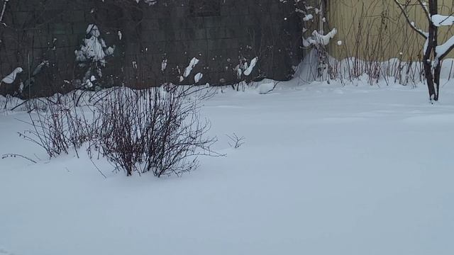 Краски зимы. The colors of Winter Christmas