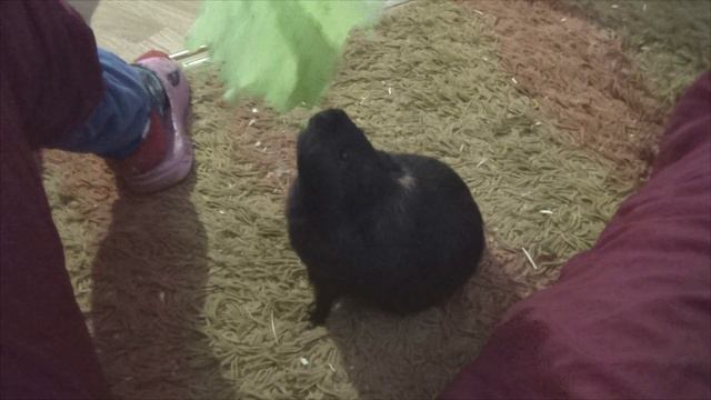 Лета Блэкки и салат12дек 2022