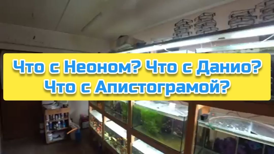 Что с Неоном? Что с Данио? Что с Апистограмой?