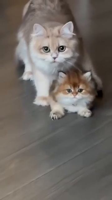 Маленькая Королева драмы