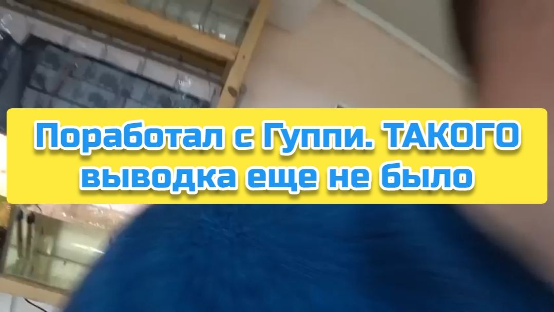 Поработал с Гуппи. ТАКОГО выводка еще не было