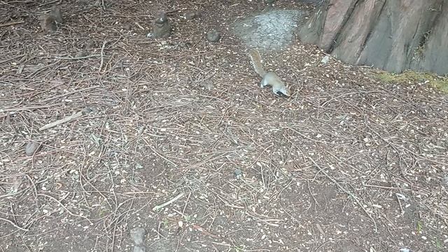 Белка в Сент-Джеймсском парке, Лондон, Англия (A Squirrel in St. James's Park, London, UK)