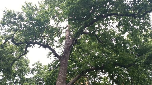 Беркли сквер, Лондон, Англия (Berkeley Square, London, UK)