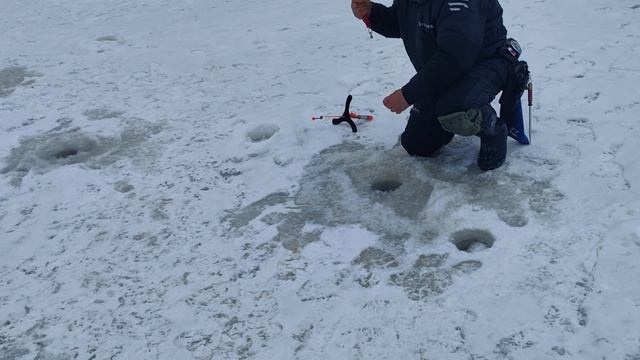 Светлые Горы Форель3 07.01.2026г.