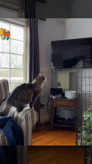 Елочка против котика 🐱