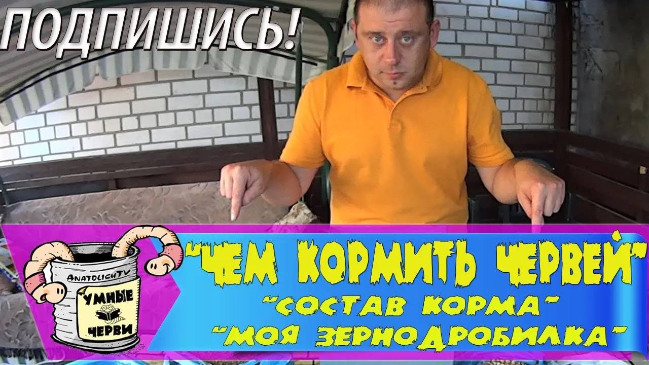 Черви Дендабена.Чем измельчать корм.Состав корма.