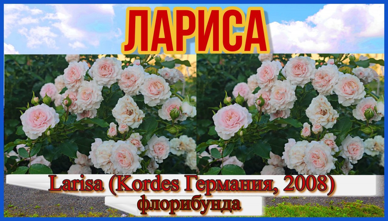 Роза  Лариса (Флорибунда) - Larisa (Kordes Германия, 2008)