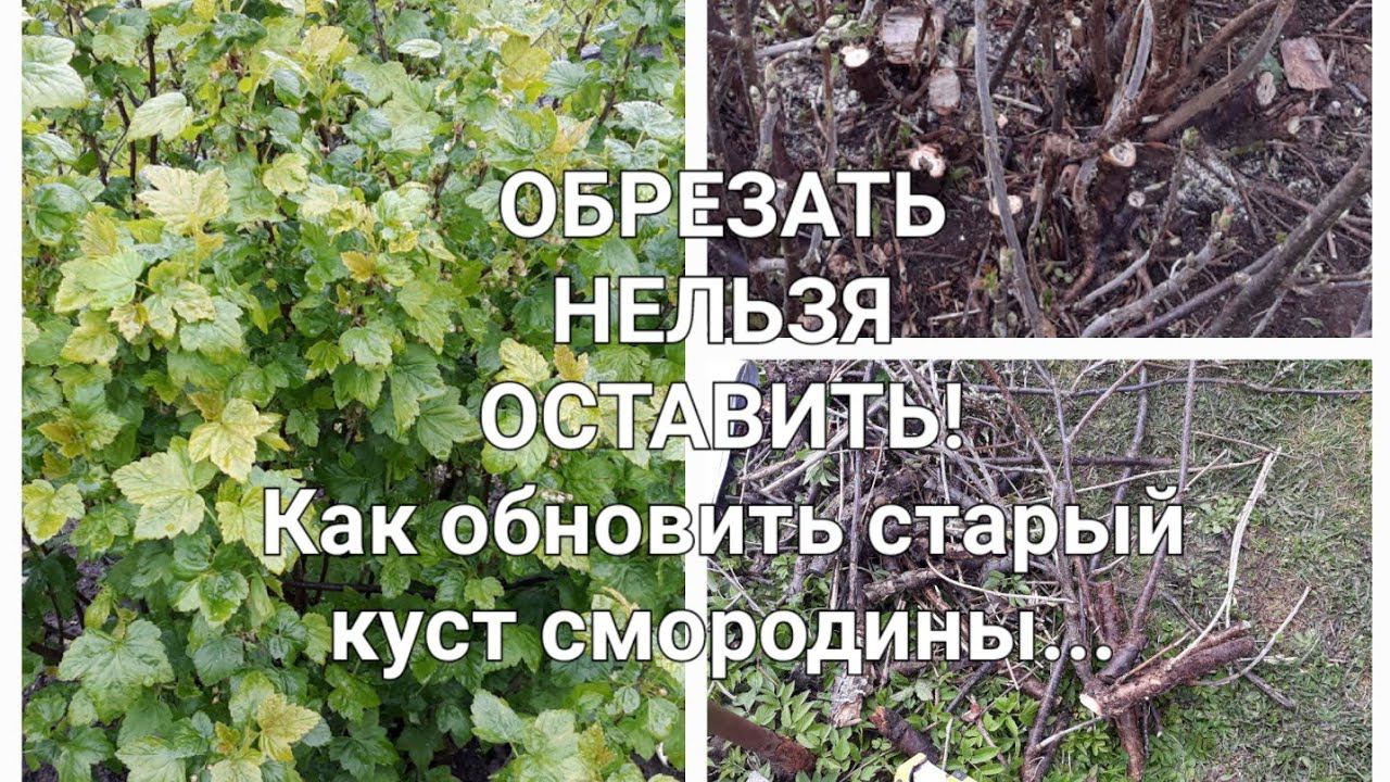 Как обрезать смородину весной. Обновляем старый куст смородины.