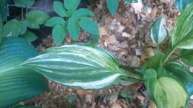 хоста SAVANNAH SUPREME