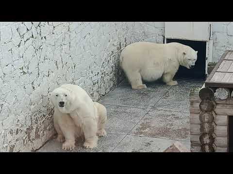 Зоопарк в Челябинске. Нормально ,но хотелось увидеть большего