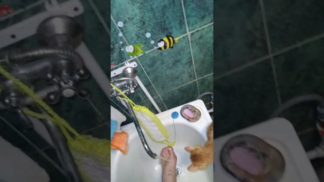 мой любимый кот 3