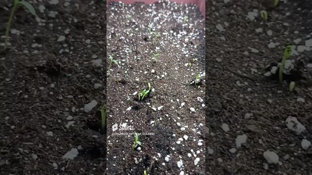 Обзор всходов цветов, эти сорта всходят уже на третий день.