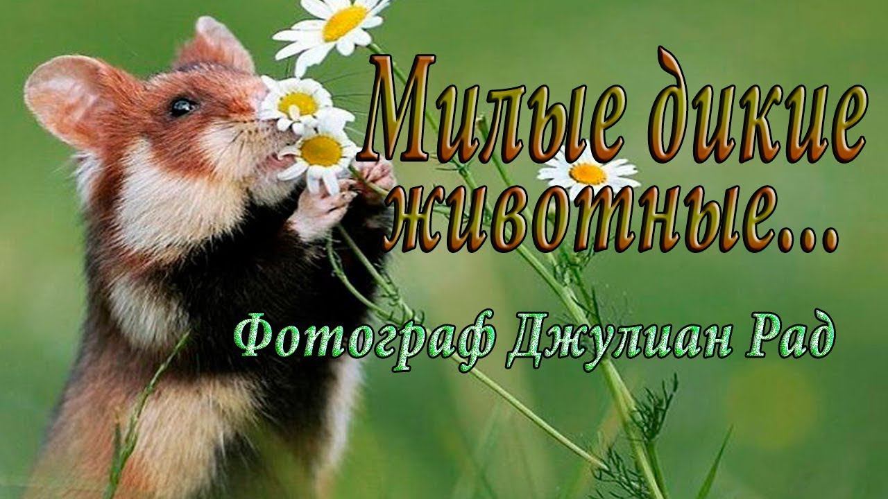 Крутые снимки милых диких животных*  Фотограф Джулиан Рад