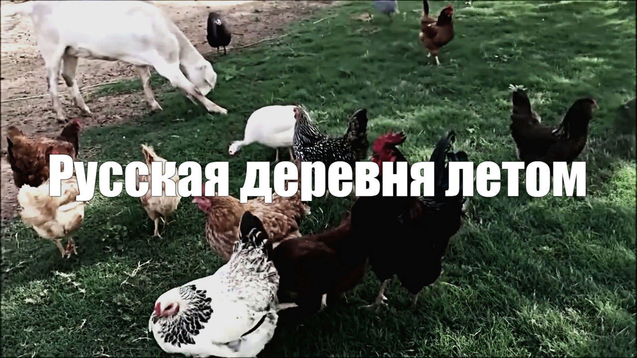 Видео  1 час Русская деревня l Лето l Фото l Звуки природы для отдыха и расслабления