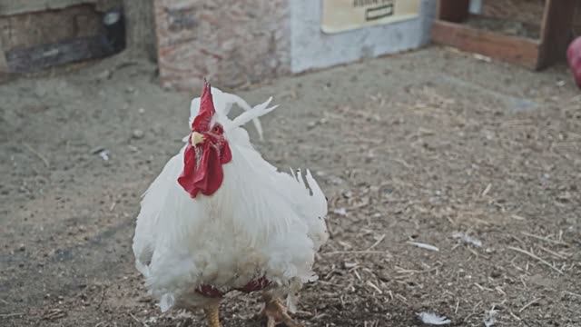 Деревня. Звуки петухов, коров, поросят, кур и других животных и птиц. Атмосфера мира, тишины