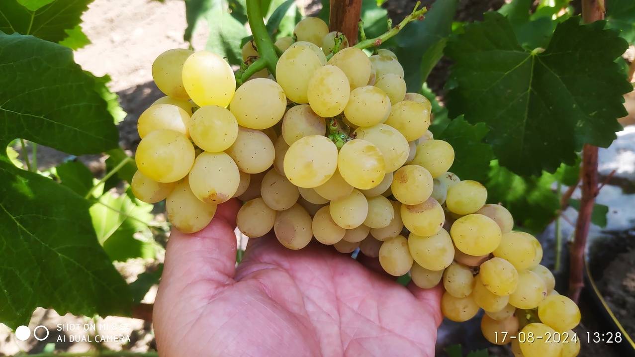 Виноград киш миш Золотце