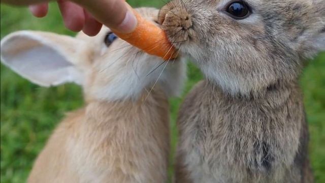 Боевые животные - Кролики, думаете бред? А теперь послушайте! ГВС 10 рублей Ковров