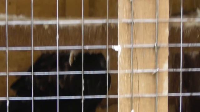 как кричит беркут, крик хищных птиц для отпугивания. Новгородский соколиный двор