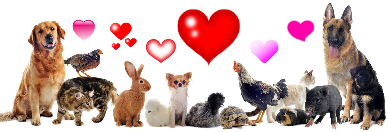 17. МОЁ ПУТЕШЕСТВИЕ В АГХАРТУ (Глава 4)- ДОМАШНИЕ ЛЮБИМЦЫ В АСТРАЛЬНОМ ПЛАНЕ- Лобсанг Рампа