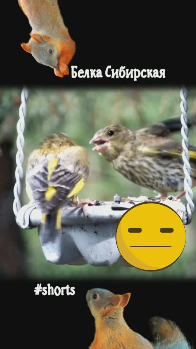 Птенец зеленушки думал его покормят