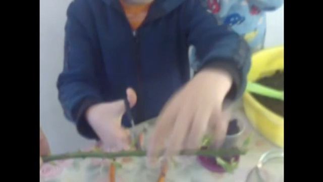 Весеннее размножение роз черенками. Самый простой, быстрый и на 100% эффективный, детский способ