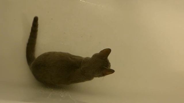 Кто сказал что кошки боятся воды