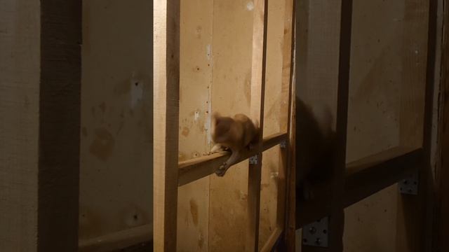 Когда суешь свой нос куда не надо