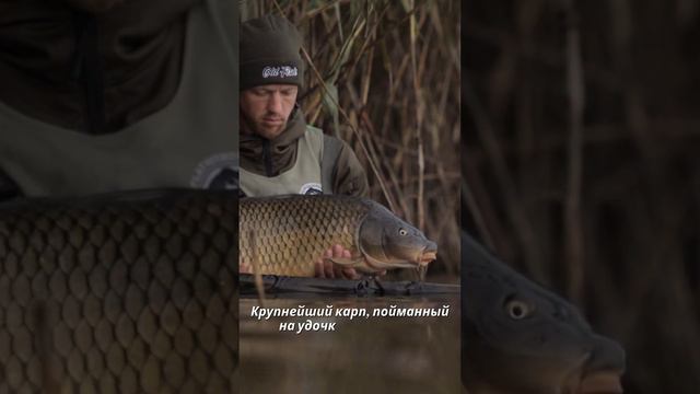 Крупнейший карп 🐟
