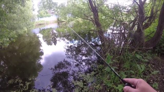 Капризный ротан