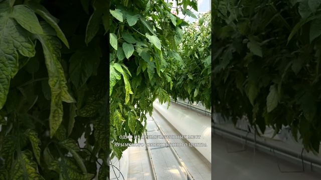 АГРОФИРМЕ "ГАВРИШ" - 31 ГОД!