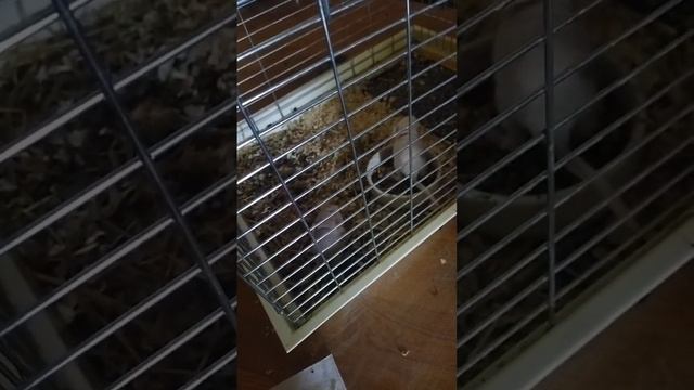 ШУШЕНЯТА (малышки)