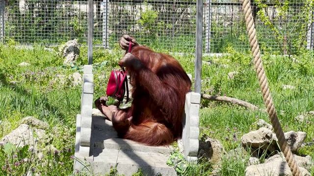 СУПЕР СУМКА! Лидер хит парада Даниных сумок! Орангутан. Тайган.