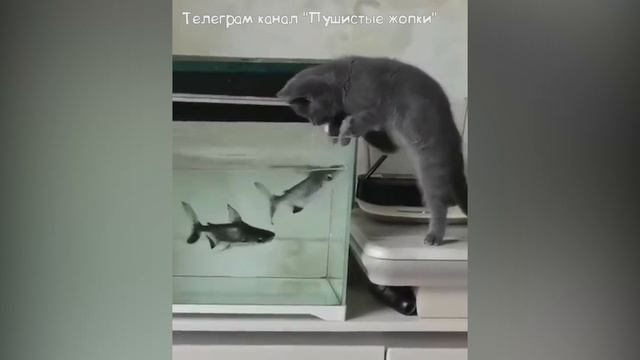 Имидж - ничто,жажда -все.