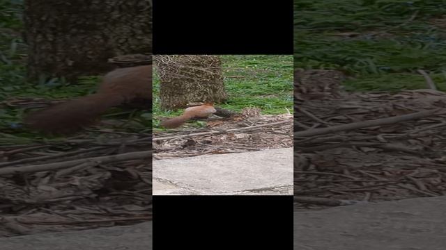 Белочка никого не боится