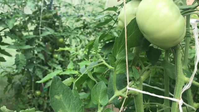 Томаты в теплице. Срочно надо собирать.