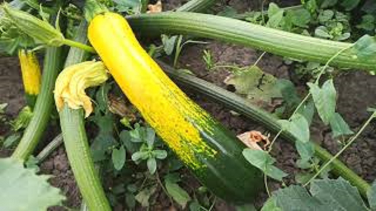 42. СОБИРАЮ ПЕРВЫЙ УРОЖАЙ ОГУРЦОВ И КАБАЧКОВ